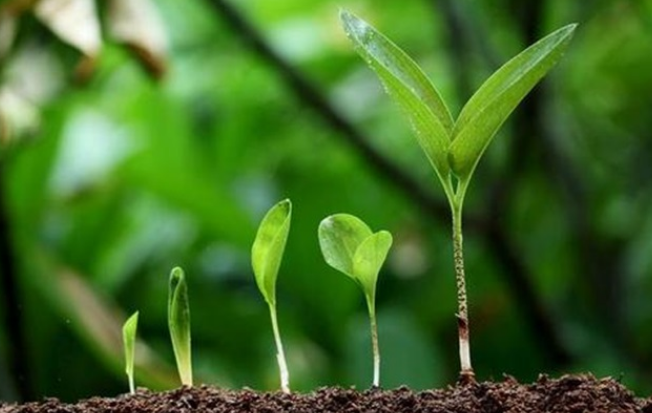 沒食子酸：植物生長調節劑的全面介紹