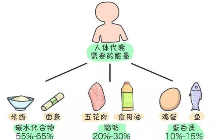 中鏈甘油三酯（MTC）是如何給人體充電加油的？
