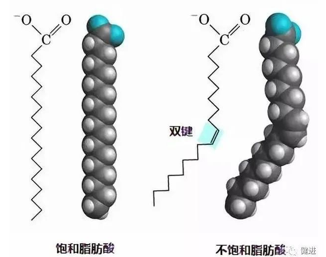 短鏈、中鏈、長(zhǎng)鏈脂肪酸