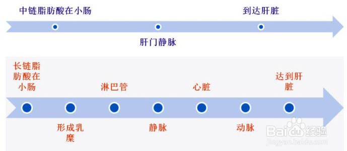 為什么中鏈甘油三酯（MCT）被稱(chēng)為優(yōu)質(zhì)脂肪？