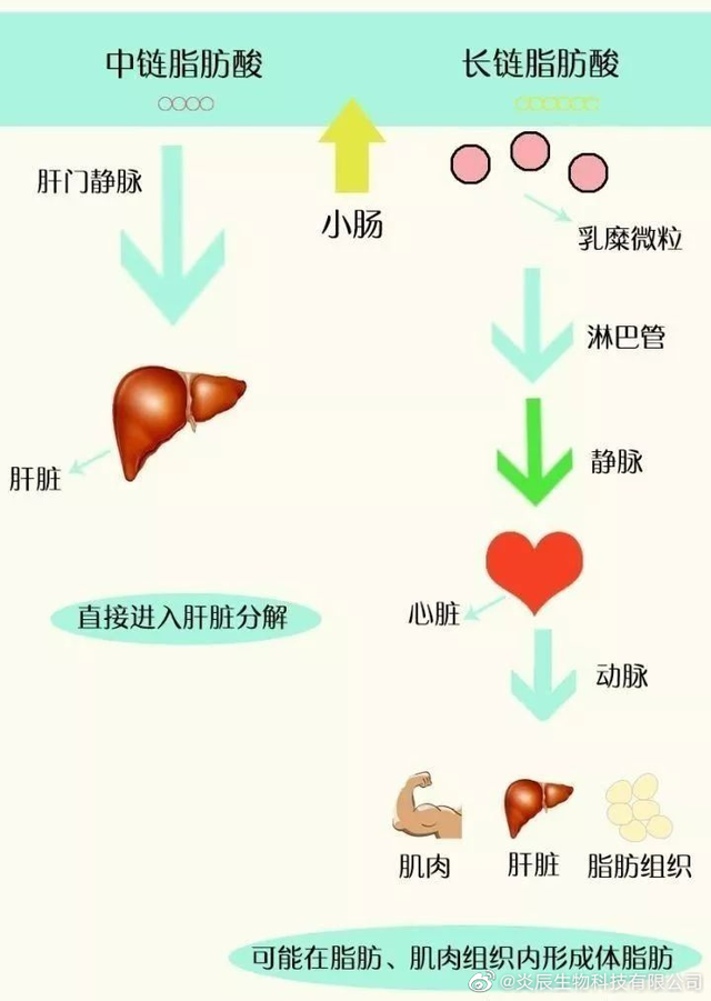 中鏈脂肪酸（雙極能）的代謝特性及其抗菌、抗炎、抗氧化作用