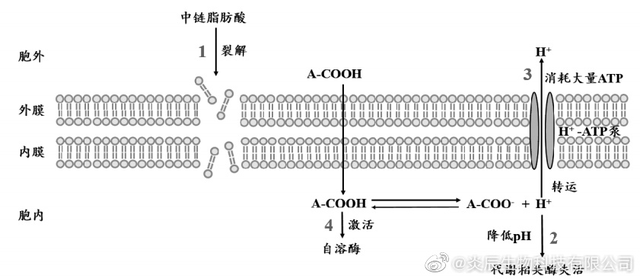 中鏈脂肪酸（雙極能）的代謝特性及其抗菌、抗炎、抗氧化作用